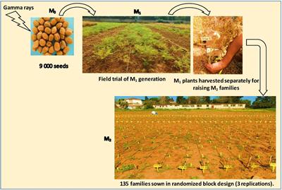 Genetic Variability Induced by Gamma Rays and Preliminary Results of Low-Cost TILLING on M2 Generation of Chickpea (Cicer arietinum L.)